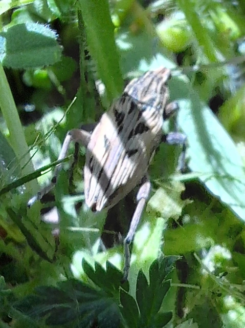 Coniocleonus nigrosuturatus - nyíljegyes barkó
