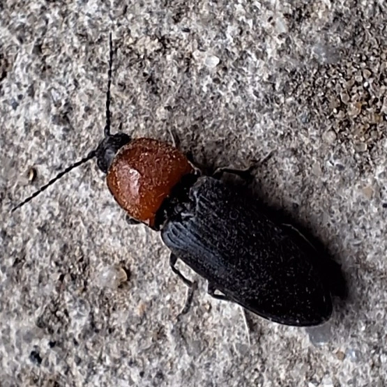 pirosnyakú szívespattanó - Cardiophorus gramineus