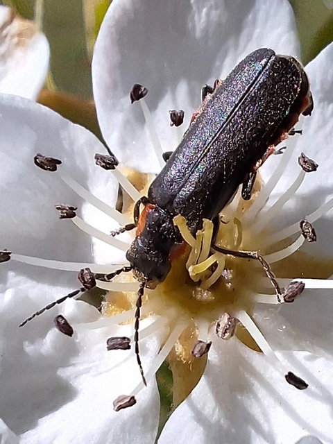 Cantharis