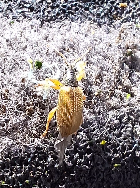 Phyllobius oblongus - közönséges levélormányos