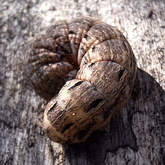 tarka fűbagoly - Xestia xanthographa