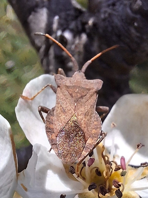 Coreus marginatus - közönséges karimáspoloska