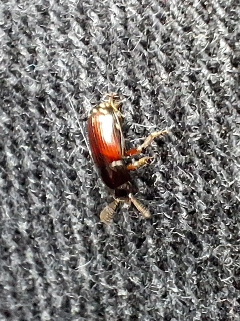 Agyrtes castaneus - barna áldögbogár