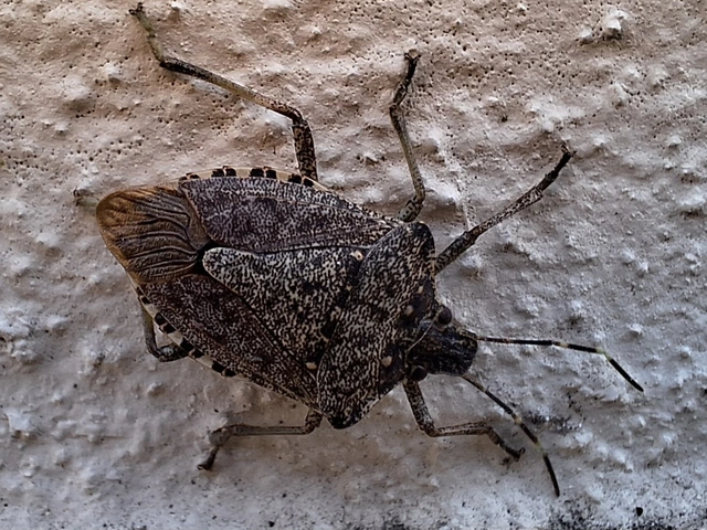 Halyomorpha halys - ázsiai márványospoloska
