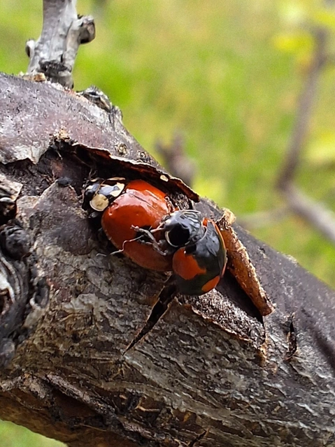 kétpettyes katica - Adalia bipunctata