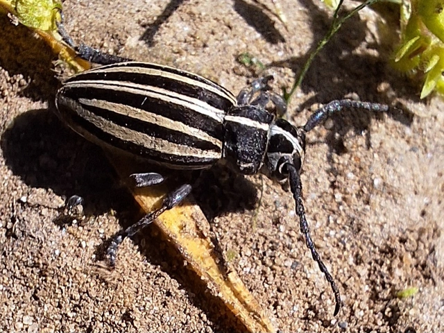 nyolcsávos gyalogcincér - Dorcadion scopolii