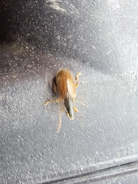 közönséges levélormányos - Phyllobius oblongus