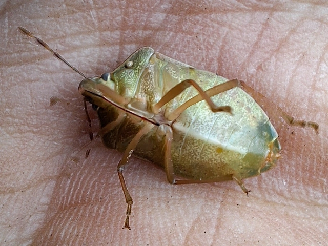 Nezara viridula - zöld vándorpoloska