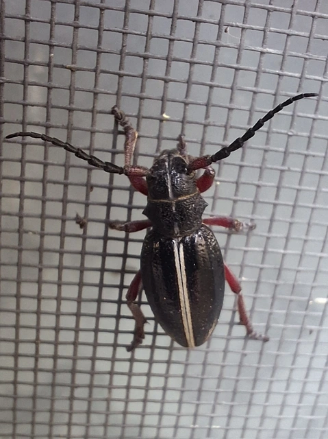 kétsávos gyalogcincér - Dorcadion pedestre