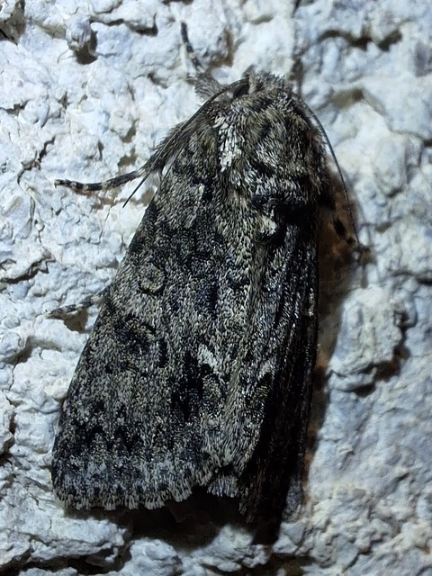 sóska-szigonyosbagoly - Acronicta rumicis