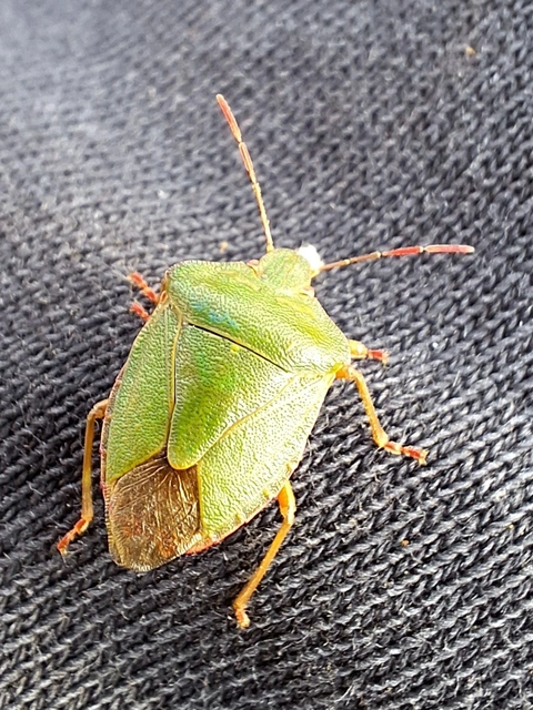 zöld bogyómászó-poloska - Palomena prasina