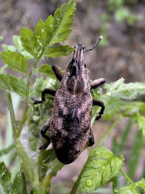 Cleonis pigra - közönséges bogáncsbarkó