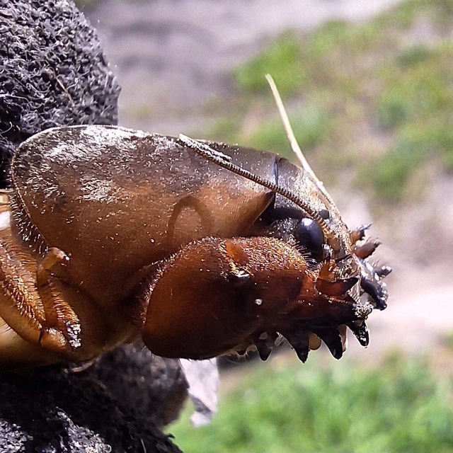 Gryllotalpa