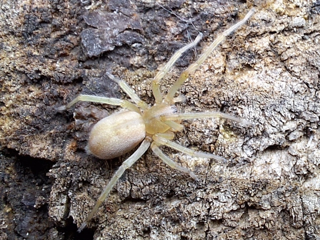 Cheiracanthium