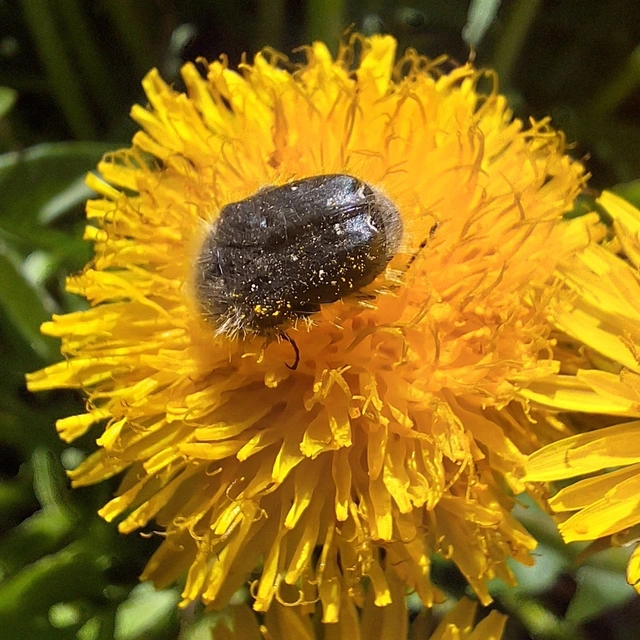 Tropinota hirta - bundás virágbogár