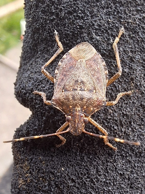 Halyomorpha halys - ázsiai márványospoloska