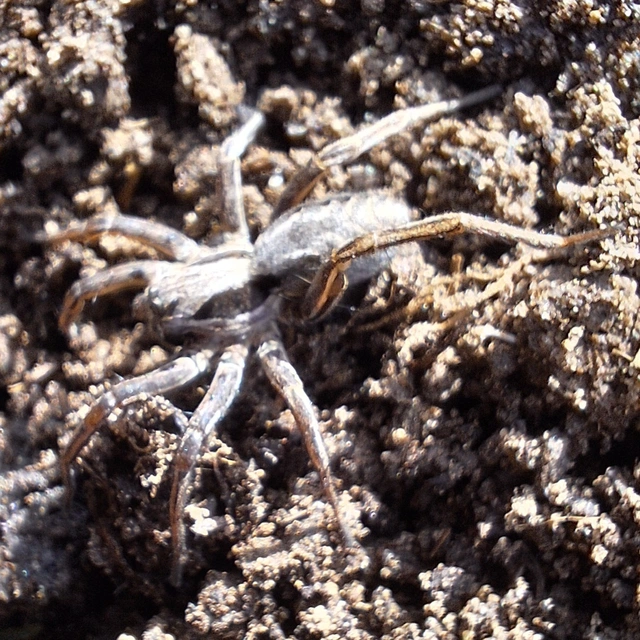 Alopecosa striatipes/mariae