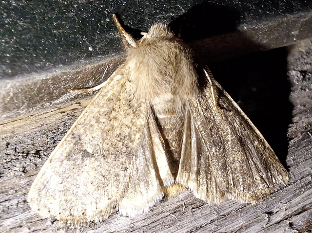 kis barkabagoly - Orthosia cruda