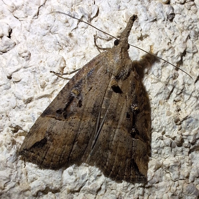 közönséges karcsúbagoly - Hypena rostralis