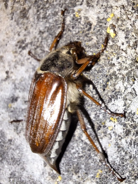 májusi cserebogár - Melolontha melolontha