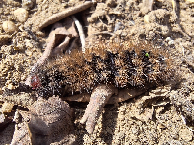 Arctia villica - fekete medvelepke
