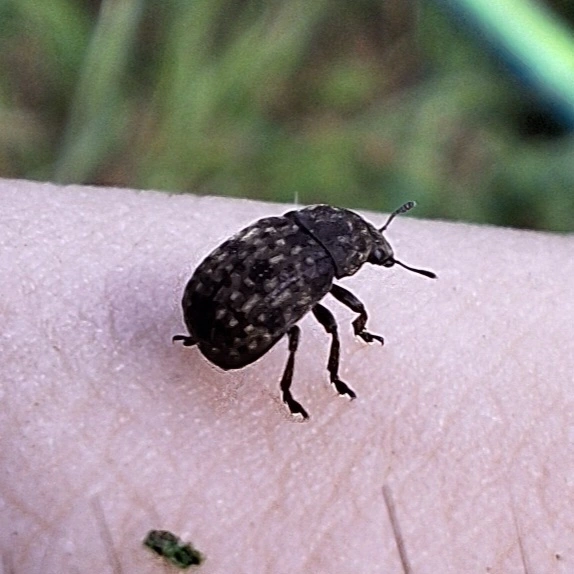 ködfoltos pajzstetvész-orrosbogár - Anthribus nebulosus