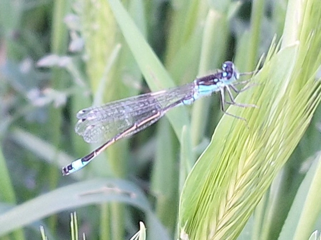kéköves légivadász - Ischnura elegans pontica