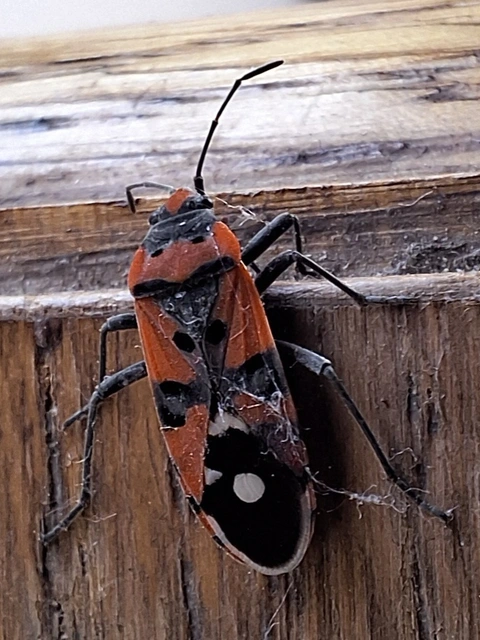 Lygaeus equestris/simulans