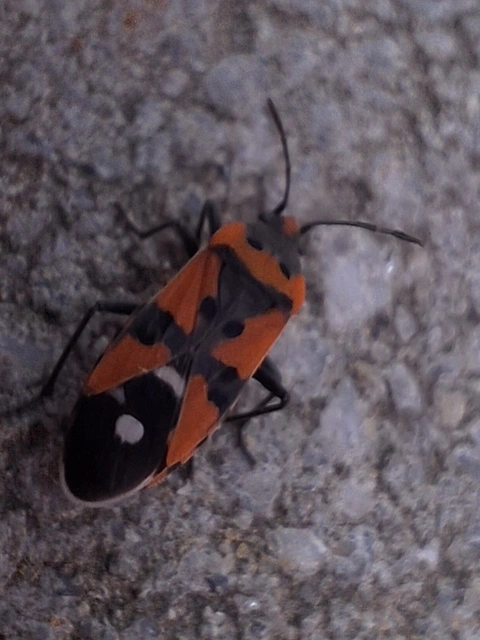Lygaeus equestris/simulans
