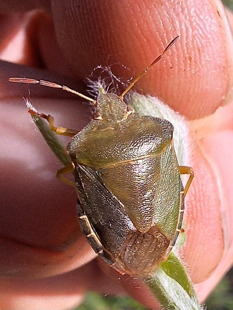 Palomena prasina - zöld bogyómászó-poloska Palomena prasina - zöld bogyómászó-poloska