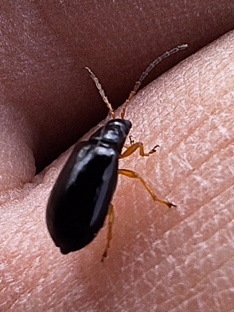 sárgalábú szillevelész - Luperus xanthopoda