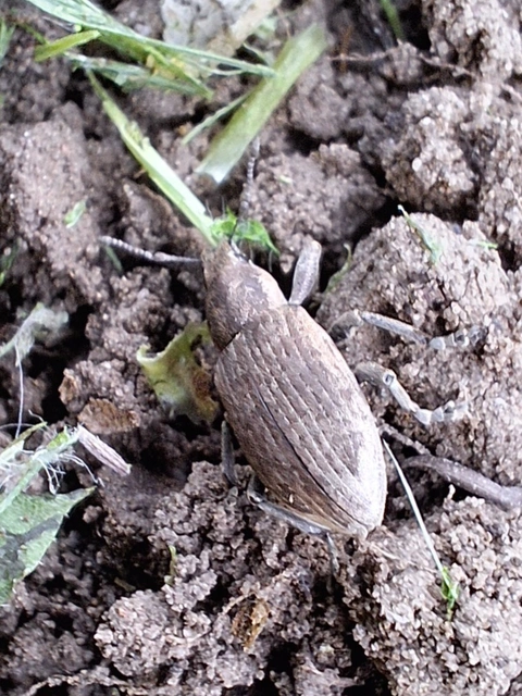 közönséges hegyesfarúbarkó - Tanymecus palliatus