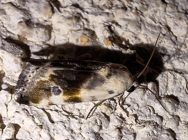 Ponometia candefacta - parlagfűbagoly