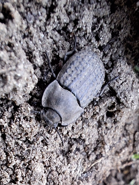 Opatrum sabulosum - sároshátú gyászbogár Opatrum sabulosum - sároshátú gyászbogár