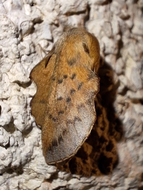 nyárlevélpohók - Phyllodesma tremulifolia