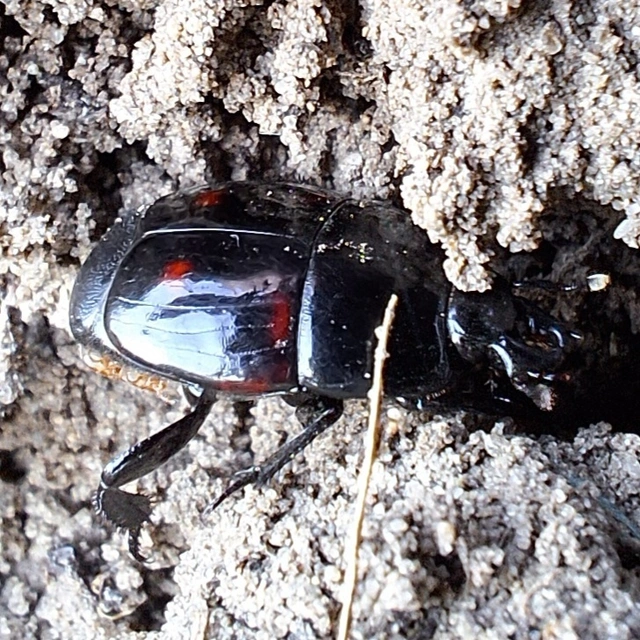 Hister quadrimaculatus - közönséges sutabogár