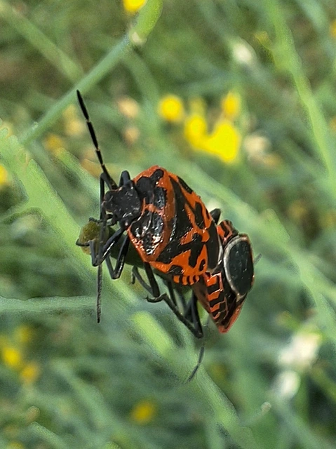 káposztapoloska - Eurydema ventralis