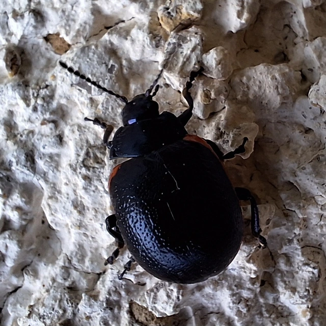 Chrysolina rossia - trapézhátú szegélyeslevelész
