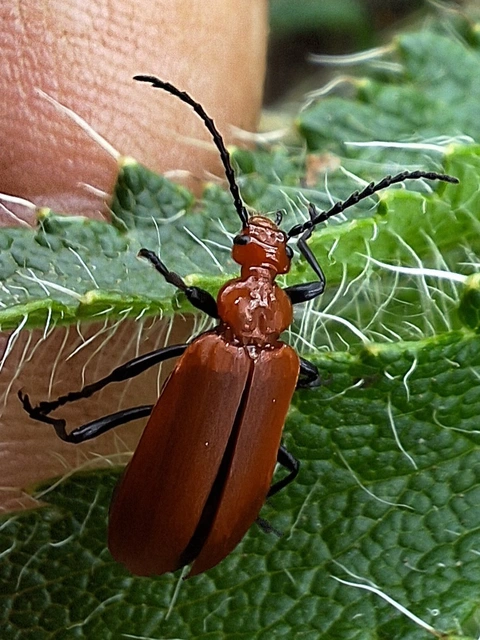 közép-bíborbogár - Pyrochroa serraticornis