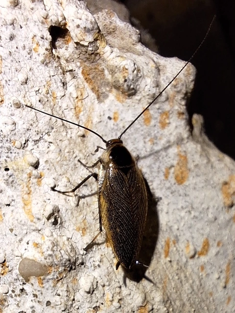 Ectobius Ectobius