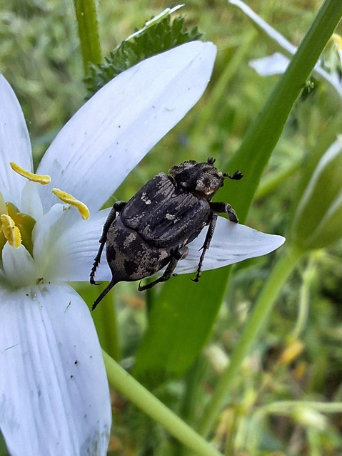 Valgus hemipterus - suta virágbogár