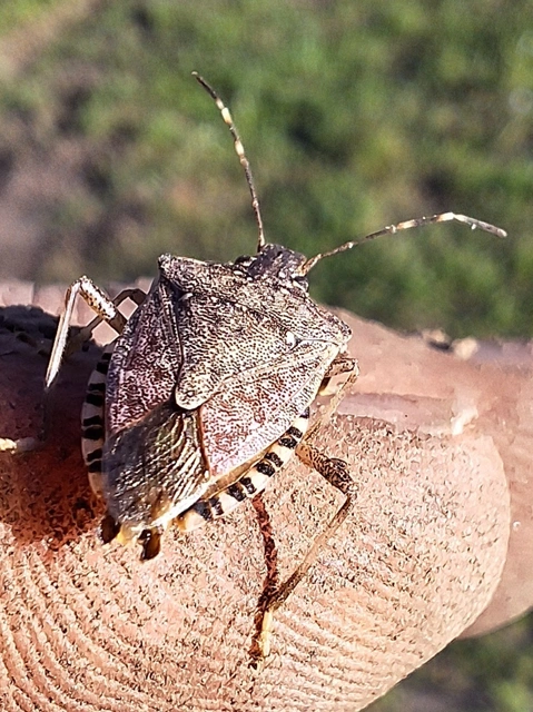 Halyomorpha halys - ázsiai márványospoloska