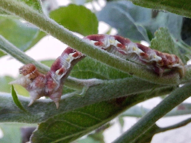 nagy téliaraszoló - Erannis defoliaria