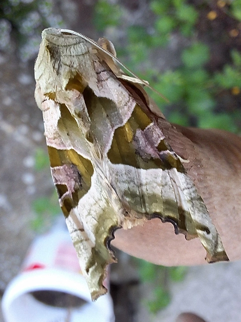 vándorló csipkésbagoly - Phlogophora meticulosa