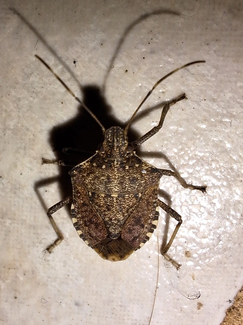 Halyomorpha halys - ázsiai márványospoloska