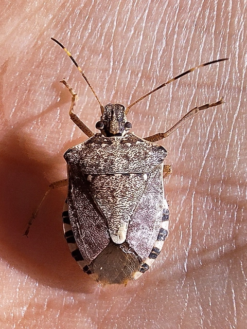 Halyomorpha halys - ázsiai márványospoloska
