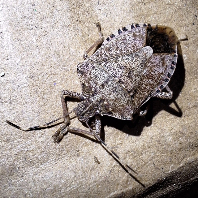 Halyomorpha halys - ázsiai márványospoloska