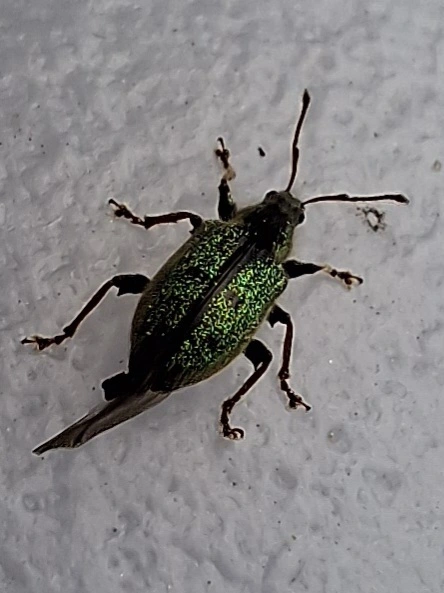 változékony levélormányos - Phyllobius betulinus