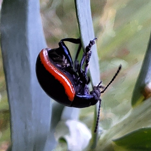 Chrysolina rossia - trapézhátú szegélyeslevelész