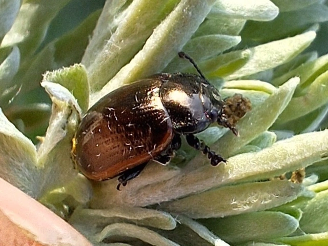 nyúlánk szegélyeslevelész - Chrysolina marginata